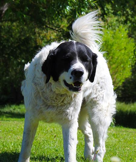 Cynders' Shop Dog, Violet.